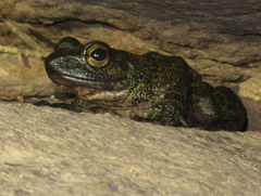 Amolops marmoratus