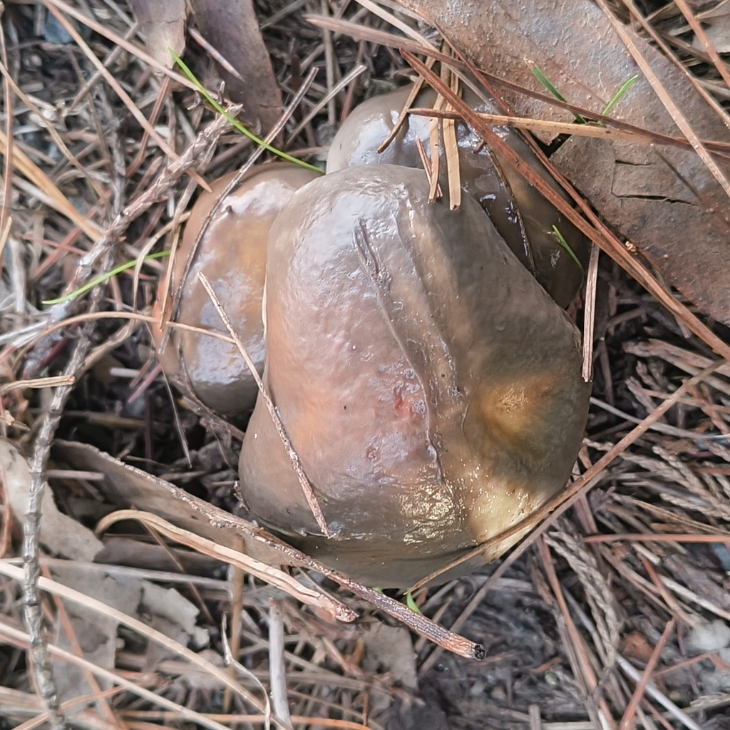 Suillus pungens · May 2025 · photo: © zedt (iNaturalist, cc-by)