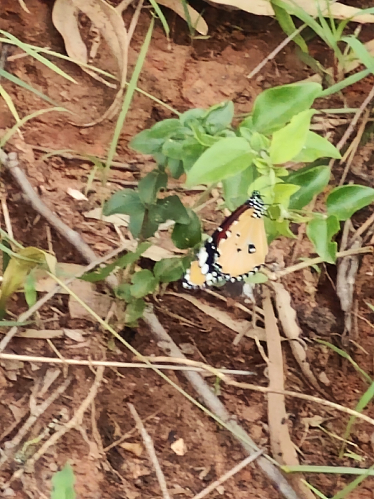 Plain Tiger