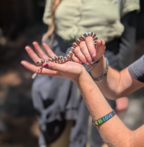 iNaturalist observation photo of California Mountain Kingsnake