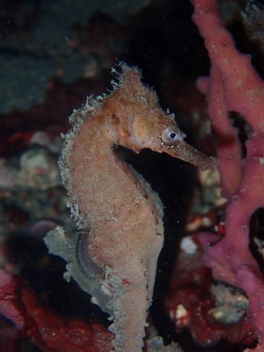 Highcrown seahorse (Hippocampus procerus) — Syngnathidae — 5