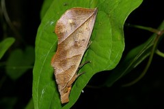 Calyptra gruesa