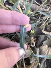 Lactuca saligna