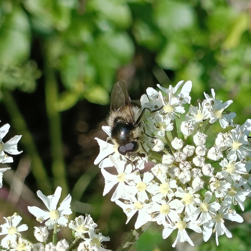 Bumblebee Blacklet photo 5