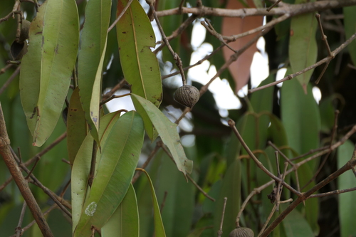 Indian Milled-Leaf Tree (Poeciloneuron indicum)