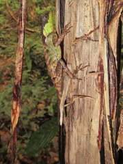 Acanthosaura lepidogaster