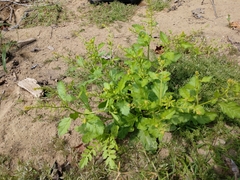 Rorippa sessiliflora