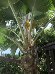 Pritchardia