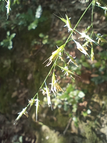 Various-leaved Fescue (Festuca heterophylla)