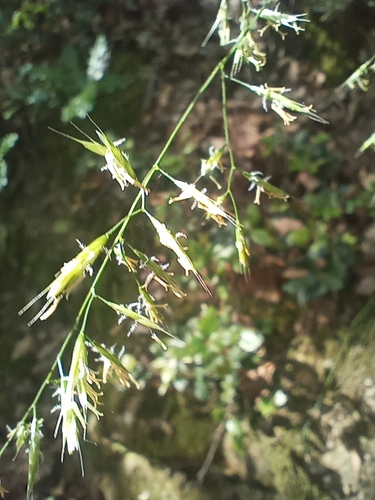 Festuca heterophylla, photograph 3
