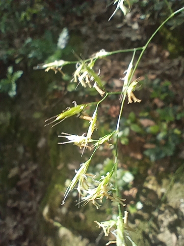 Festuca heterophylla, photograph 5