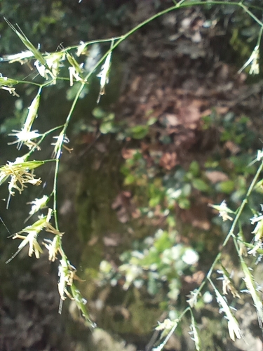 Festuca heterophylla, photograph 6