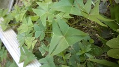 Oxalis intermedia