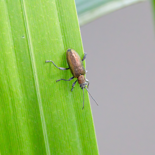 Grooved Leaf Beetle, Leidschendam, Vlientland, photo 10 of 10