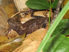 Acanthosaura lepidogaster