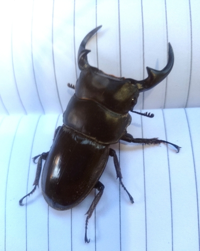 Dorcus curvidens (Dorcus curvidens)