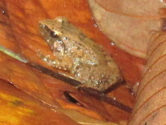 Limnonectes limborgi