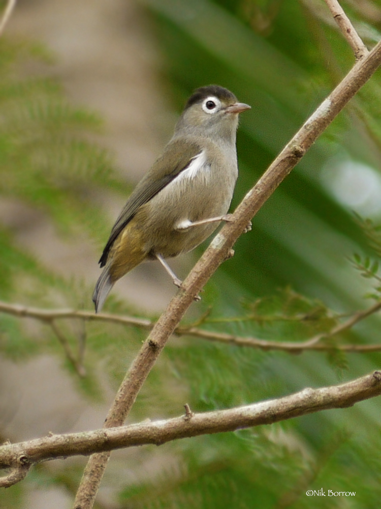 Black-capped Speirops illustration