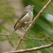 Black-capped Speirops - Photo (c) Nik Borrow, some rights reserved (CC BY-NC), uploaded by Nik Borrow