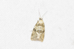 Aethes argentilimitana