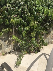 Bignonia corymbosa