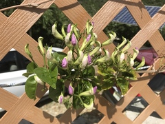 Bignonia corymbosa