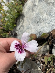 Pelargonium elegans