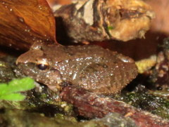 Limnonectes limborgi