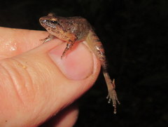 Limnonectes limborgi