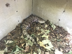 Tiliqua