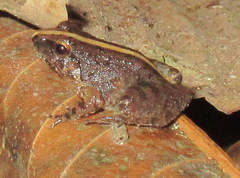 Limnonectes limborgi