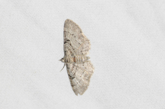 Eupithecia mutata