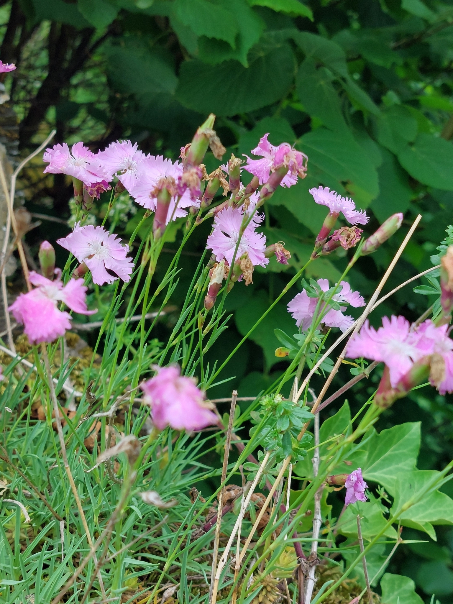 Cheddar Pink (Dianthus gratianopolitanus)