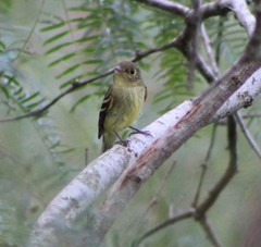 Empidonax flaviventris