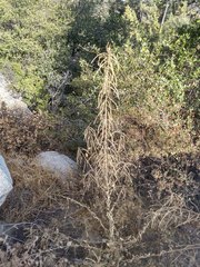 Boechera californica