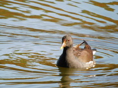 Gallinula chloropus