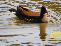 Gallinula chloropus