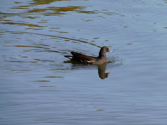Gallinula chloropus