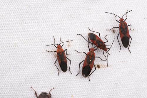 Leptocoris vicinus photo 5