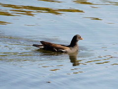 Gallinula chloropus