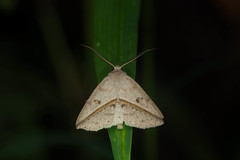 Ugia insuspecta