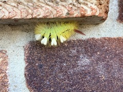 Calliteara pudibunda