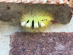 Calliteara pudibunda