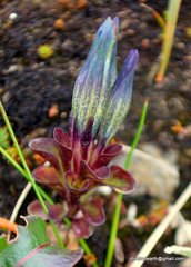 Gentiana venusta