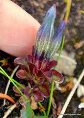 Gentiana venusta