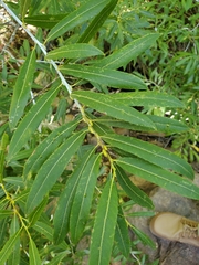 Salix irrorata