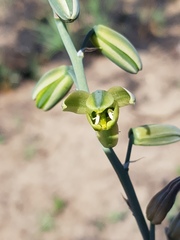 Albuca glauca