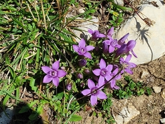 Gentianella anisodonta