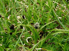 Carex foetida