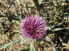 Cirsium morisianum